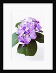 Cluster of Purple Hydrangea Flowers by Anonymous