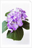 Cluster of Purple Hydrangea Flowers by Anonymous
