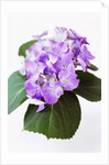 Cluster of Purple Hydrangea Flowers by Anonymous