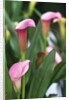 Pink Calla Lily Flowers by Anonymous