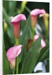 Pink Calla Lily Flowers by Anonymous