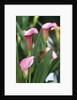Pink Calla Lily Flowers by Anonymous
