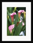 Pink Calla Lily Flowers by Anonymous