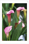 Pink Calla Lily Flowers by Anonymous