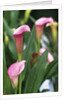 Pink Calla Lily Flowers by Anonymous
