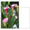 Pink Calla Lily Flowers by Anonymous