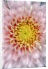 Pink Chrysanthemum Flower by Anonymous