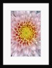 Pink Chrysanthemum Flower by Anonymous