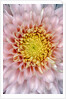 Pink Chrysanthemum Flower by Anonymous