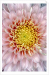 Pink Chrysanthemum Flower by Anonymous
