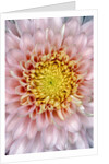 Pink Chrysanthemum Flower by Anonymous