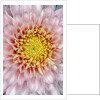 Pink Chrysanthemum Flower by Anonymous