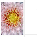 Pink Chrysanthemum Flower by Anonymous