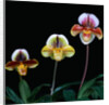 Three Paphiopedilum Orchids by Anonymous