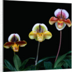 Three Paphiopedilum Orchids by Anonymous