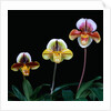 Three Paphiopedilum Orchids by Anonymous