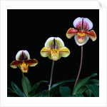 Three Paphiopedilum Orchids by Anonymous