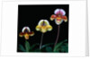 Three Paphiopedilum Orchids by Anonymous