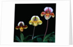 Three Paphiopedilum Orchids by Anonymous