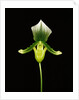 Cross-Section of a Yellow Lady's-Slipper by Anonymous