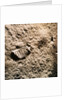Astronaut's Footprint on the Moon by Anonymous