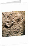 Astronaut's Footprint on the Moon by Anonymous
