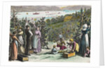Farmers Picking Grapes on River's Edge by Anonymous