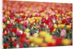 Colorful Tulips in Meadow by Anonymous