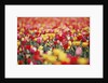 Colorful Tulips in Meadow by Anonymous