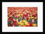 Colorful Tulips in Meadow by Anonymous