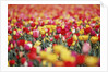 Colorful Tulips in Meadow by Anonymous