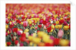 Colorful Tulips in Meadow by Anonymous