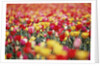 Colorful Tulips in Meadow by Anonymous