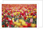 Colorful Tulips in Meadow by Anonymous