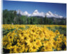 Grand Teton - Wyoming by Anonymous