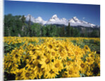 Grand Teton - Wyoming by Anonymous