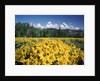 Grand Teton - Wyoming by Anonymous