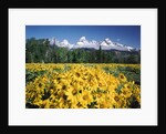 Grand Teton - Wyoming by Anonymous