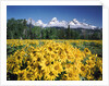 Grand Teton - Wyoming by Anonymous