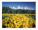 Grand Teton - Wyoming by Anonymous