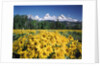 Grand Teton - Wyoming by Anonymous