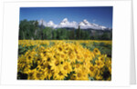 Grand Teton - Wyoming by Anonymous