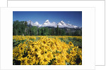 Grand Teton - Wyoming by Anonymous