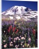 Flowers before Mount Rainier by Anonymous