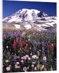 Flowers before Mount Rainier by Anonymous