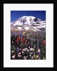 Flowers before Mount Rainier by Anonymous