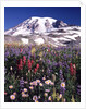 Flowers before Mount Rainier by Anonymous