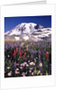 Flowers before Mount Rainier by Anonymous