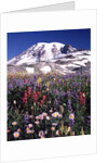 Flowers before Mount Rainier by Anonymous