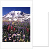 Flowers before Mount Rainier by Anonymous